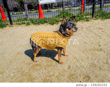 ドッグランの犬 139283332