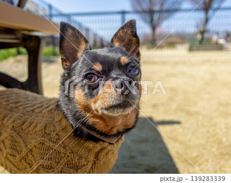ドッグランの犬 139283339