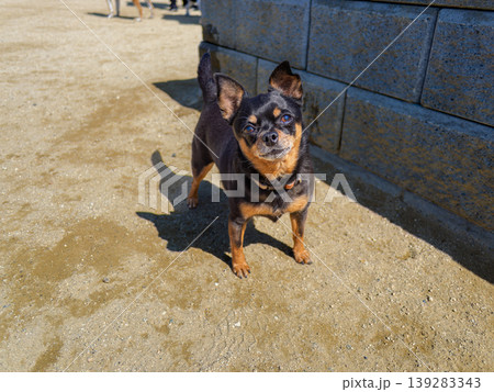 ドッグランの犬 ドッグランの犬 139283343