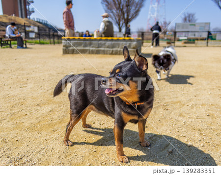 ドッグランの犬 ドッグランの犬 139283351