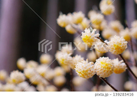春の光に包まれて咲くミツマタの花々 139283416