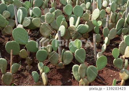 Opuntia Ficus Indica cactus under sunlight Opuntia Ficus Indica cactus under sunlight 139283423