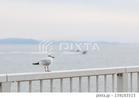 瀬戸内海を眺めるユリカモメ 瀬戸内海を眺めるユリカモメ 139283515