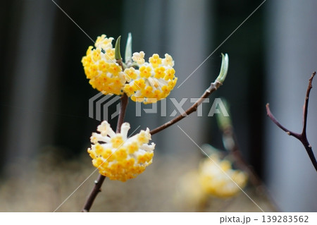 春の訪れを告げるミツマタの可憐な花 139283562