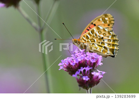 ツマグロヒョウモン(オス)Indian Fritillary ツマグロヒョウモン(オス)Indian Fritillary 139283699