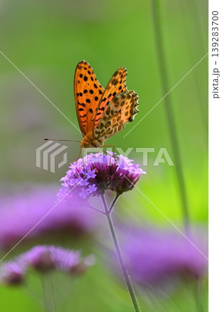 ツマグロヒョウモン(オス)Indian Fritillary ツマグロヒョウモン(オス)Indian Fritillary 139283700