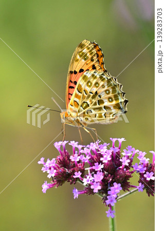 ツマグロヒョウモン(オス)Indian Fritillary ツマグロヒョウモン(オス)Indian Fritillary 139283703