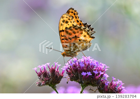 ツマグロヒョウモン（オス）Indian Fritillary 139283704