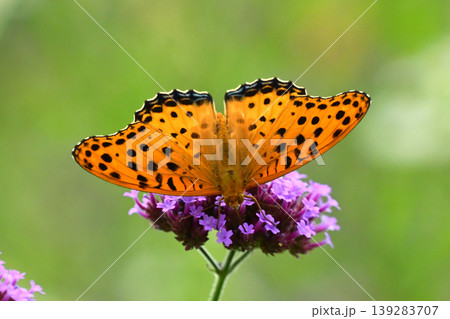 ツマグロヒョウモン(オス)Indian Fritillary ツマグロヒョウモン(オス)Indian Fritillary 139283707