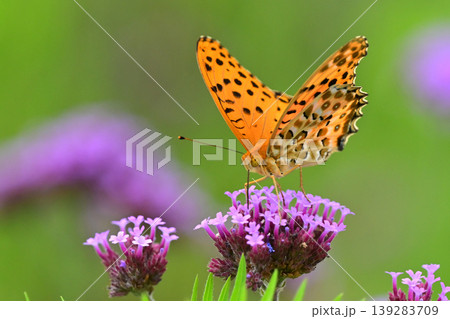 ツマグロヒョウモン(オス)Indian Fritillary ツマグロヒョウモン(オス)Indian Fritillary 139283709