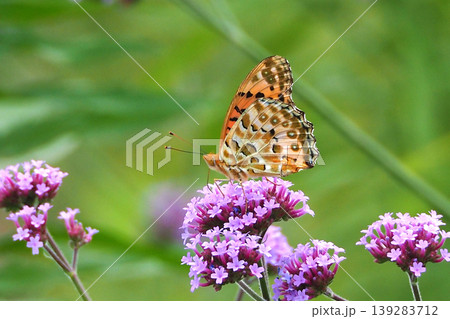 ツマグロヒョウモン（オス）Indian Fritillary 139283712