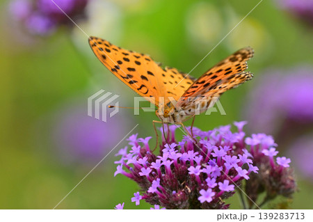 ツマグロヒョウモン(オス)Indian Fritillary ツマグロヒョウモン(オス)Indian Fritillary 139283713