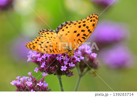 ツマグロヒョウモン(オス)Indian Fritillary ツマグロヒョウモン(オス)Indian Fritillary 139283714