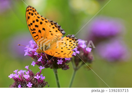 ツマグロヒョウモン(オス)Indian Fritillary ツマグロヒョウモン(オス)Indian Fritillary 139283715
