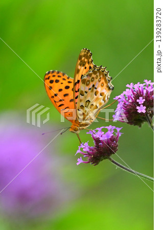 ツマグロヒョウモン（オス）Indian Fritillary 139283720
