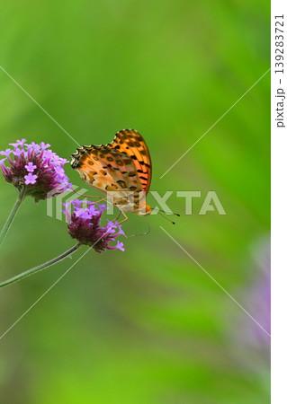 ツマグロヒョウモン（オス）Indian Fritillary 139283721