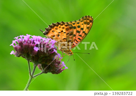 ツマグロヒョウモン(オス)Indian Fritillary ツマグロヒョウモン(オス)Indian Fritillary 139283722