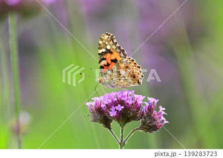ツマグロヒョウモン(オス)Indian Fritillary ツマグロヒョウモン(オス)Indian Fritillary 139283723