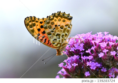 ツマグロヒョウモン(オス)Indian Fritillary ツマグロヒョウモン(オス)Indian Fritillary 139283724