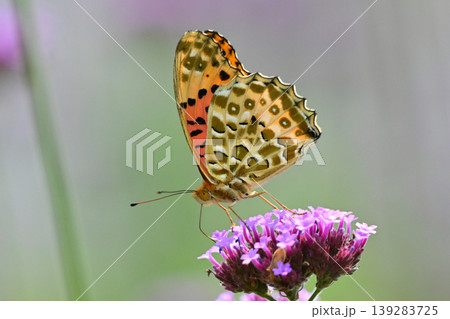 ツマグロヒョウモン（オス）Indian Fritillary 139283725