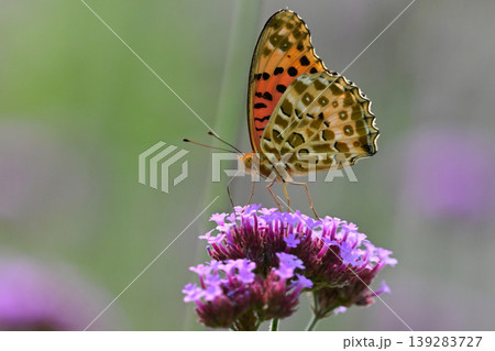 ツマグロヒョウモン(オス)Indian Fritillary ツマグロヒョウモン(オス)Indian Fritillary 139283727