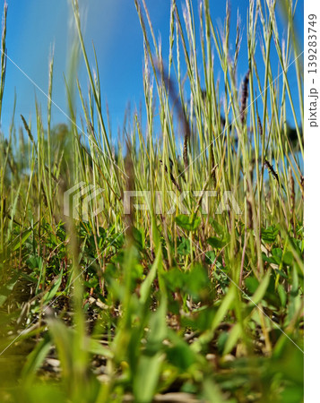 This is a low view of Indica grass. This is a low view of Indica grass. 139283749