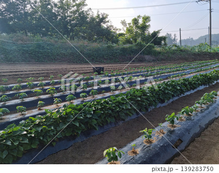 A soybean field A soybean field 139283750