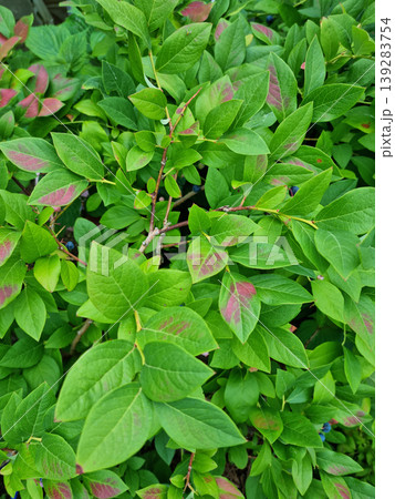 Blueberry leaves in two colors. Blueberry leaves in two colors. 139283754