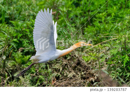 春の川辺を飛ぶアマサギ 139283787