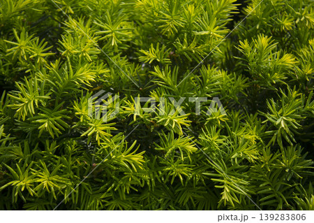 Taxus baccata close up. Green branches of yew tree(Taxus baccata, English yew Taxus baccata close up. Green branches of yew tree(Taxus baccata, English yew 139283806