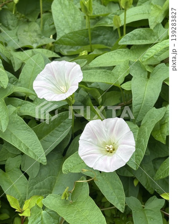 道端で咲く優しい夏の花「ヒルガオ」 道端で咲く優しい夏の花「ヒルガオ」 139283827