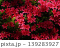 複数の赤いツツジ 139283927