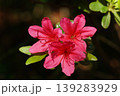 赤いツツジの花 139283929