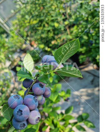 Highbush blueberry plant with fruits Highbush blueberry plant with fruits 139283933