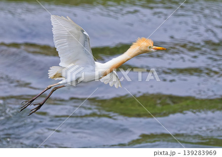 飛び出すアマサギ 飛び出すアマサギ 139283969