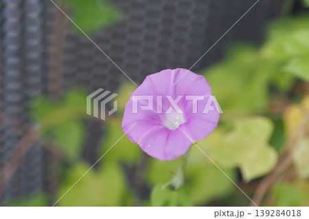 開いた朝顔の花(一つ・アップ) 開いた朝顔の花(一つ・アップ) 139284018
