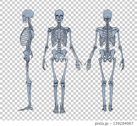 Three-view drawing of a standing male (skeletal structure) Three-view drawing of a standing male (skeletal structure) 139284067