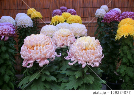 菊の花 菊の花 139284077