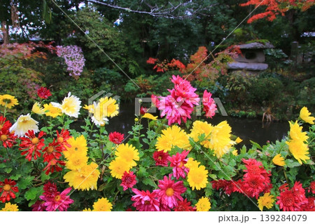 菊の花 菊の花 139284079