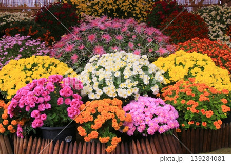 菊の花 139284081