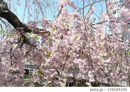 田川沿いに咲く宮の橋付近の桜 田川沿いに咲く宮の橋付近の桜 139284100