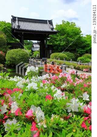 総本山妙満寺 満開のツツジ 総本山妙満寺 満開のツツジ 139284111