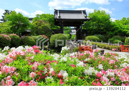 総本山妙満寺 満開のツツジ 総本山妙満寺 満開のツツジ 139284112