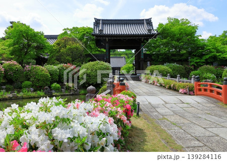 総本山妙満寺　満開のツツジ 139284116