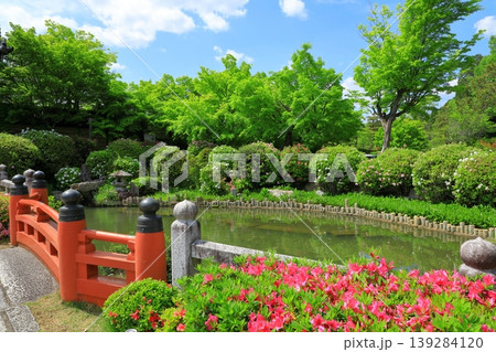 総本山妙満寺 満開のツツジ 総本山妙満寺 満開のツツジ 139284120