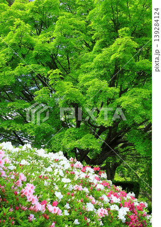 総本山妙満寺 満開のツツジ 総本山妙満寺 満開のツツジ 139284124