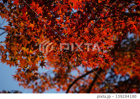 京都の寺院の境内の紅葉した楓の木 京都の寺院の境内の紅葉した楓の木 139284180