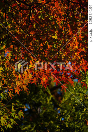 京都の寺院の境内の紅葉した楓の木 京都の寺院の境内の紅葉した楓の木 139284194