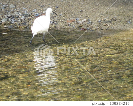 とり コサギ 魚をねらうとり とり コサギ 魚をねらうとり 139284213