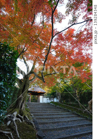楓の紅葉が美しい安楽寺の参道 楓の紅葉が美しい安楽寺の参道 139284348